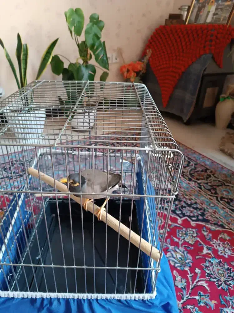 مینا|پرنده|شیراز, وحدت|دیوار