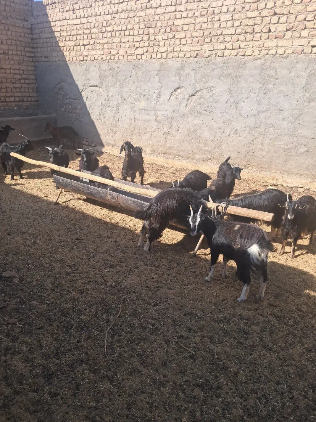 بزغاله بومی چاق|حیوانات مزرعه|آران و بیدگل, |دیوار