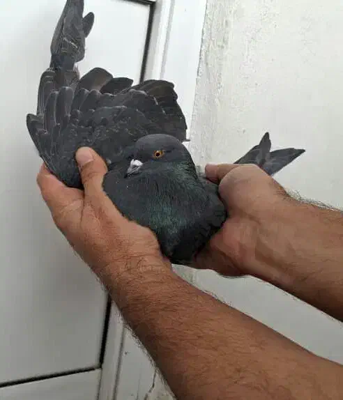 کبوتر غریب|پرنده|بندر انزلی, کارآموزی|دیوار