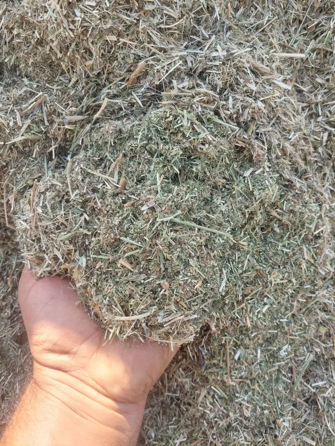 فروش کاه ماش خرمن کوب|خدمات باغبانی و درختکاری|دزفول, |دیوار