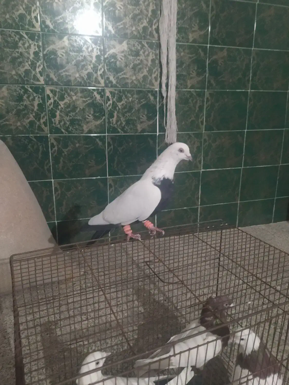 گوره کله ای|پرنده|بروجرد, |دیوار