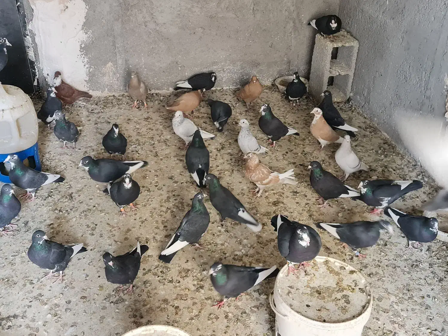 سیاه پلنگ|پرنده|کرمان, |دیوار