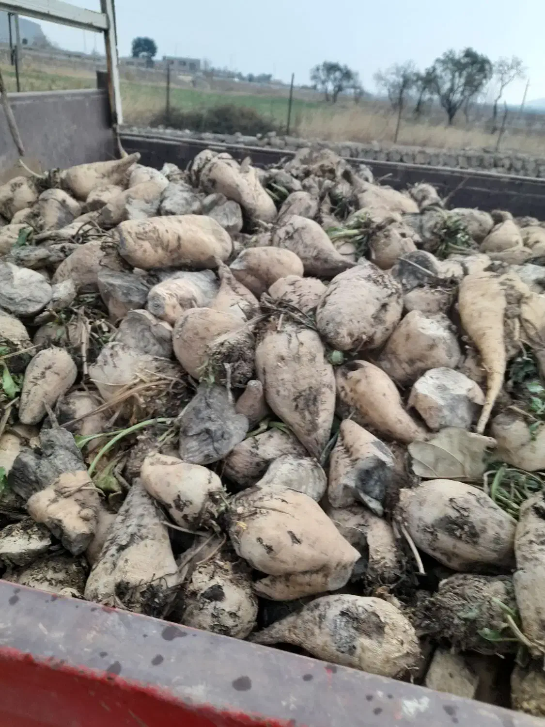 خوراک دام گاو وگوسفند|لوازم جانبی حیوانات|بیستون, |دیوار