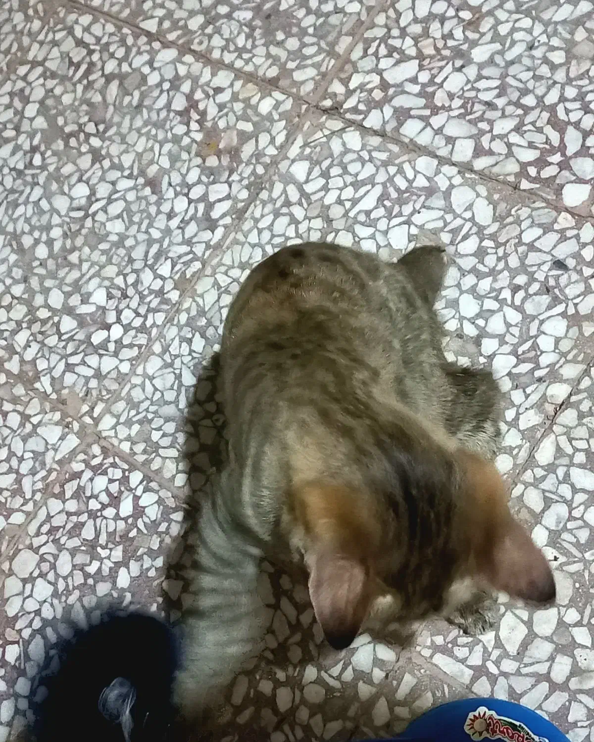 واگذاری فوری|گربه|قم, نخودی|دیوار