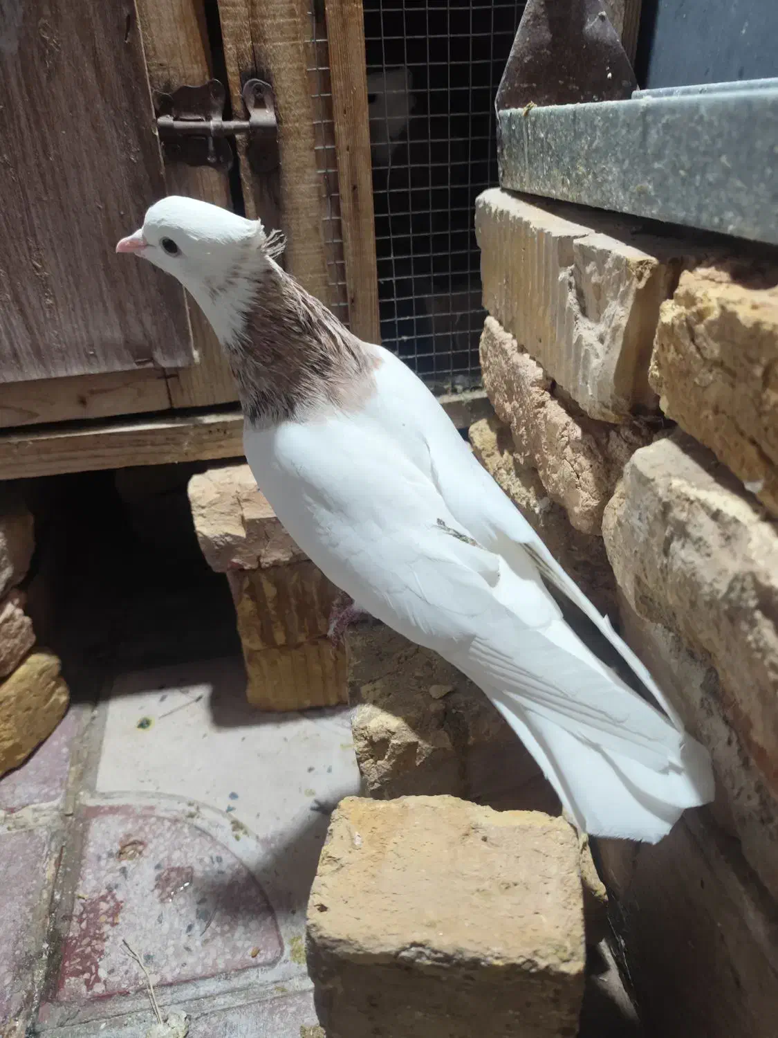 طوقی شازده نربشرط|پرنده|شیراز, طلاب|دیوار