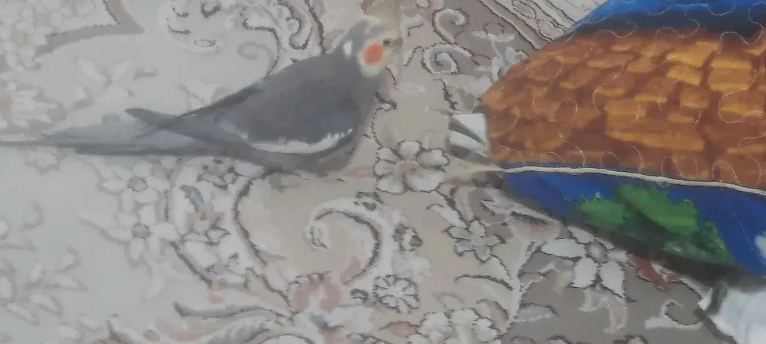 چهارتاعروس هلندی مولد|پرنده|خرم‌آباد, |دیوار