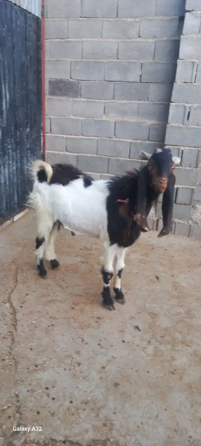 کهره‌‌چپش‌.تخمی‌داشتی|حیوانات مزرعه|سیمکان, |دیوار