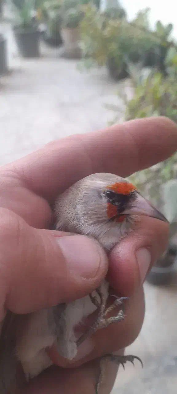 سهره ماده دورگ|پرنده|رفسنجان, |دیوار