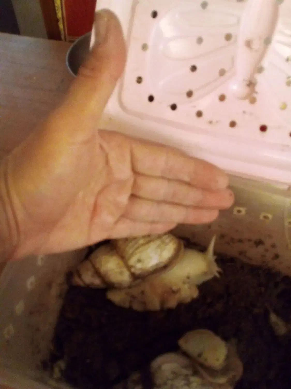 حلزون|خزنده|تبریز, |دیوار