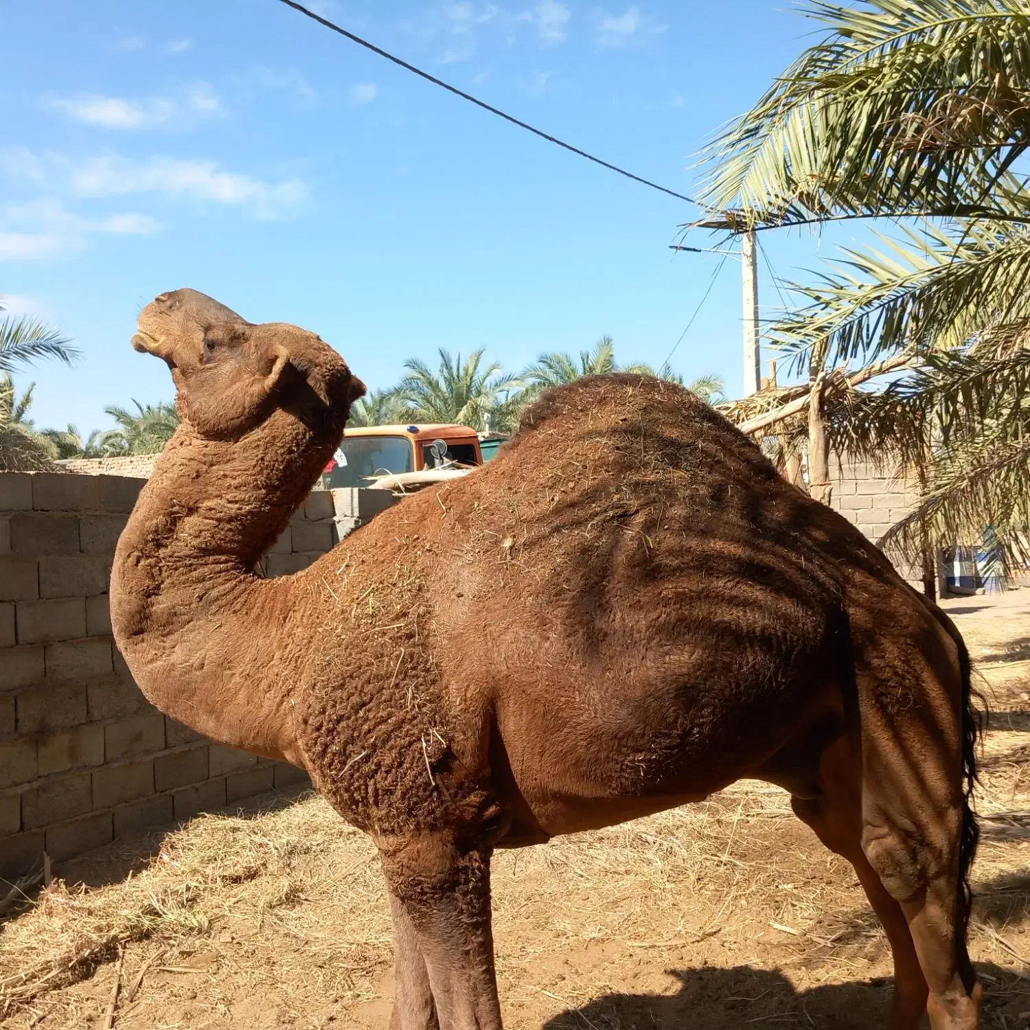 شتر نر لوک|حیوانات مزرعه|فهرج, |دیوار