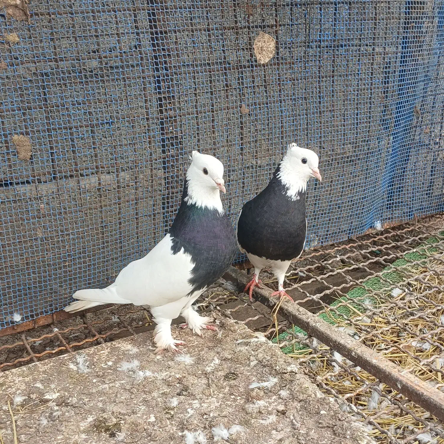 کبوتر|پرنده|سنگر, |دیوار