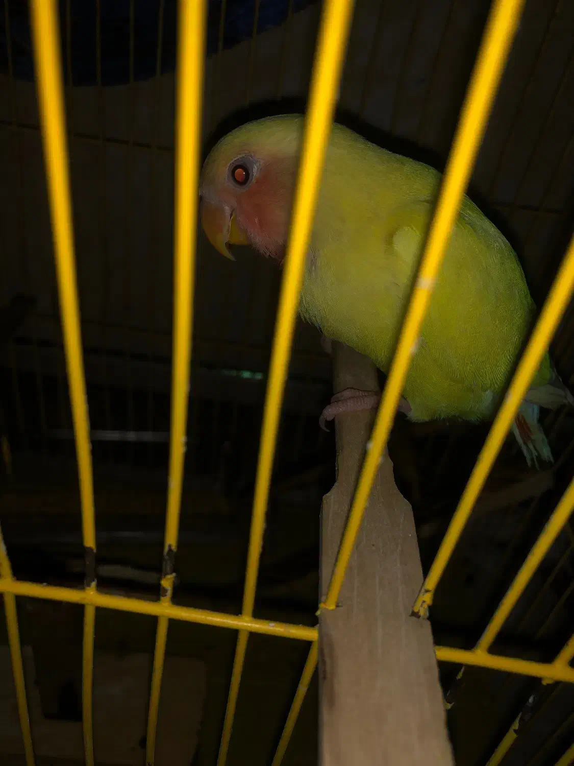 طوطی برزیلی گمشده|حیوانات|بوشهر, |دیوار