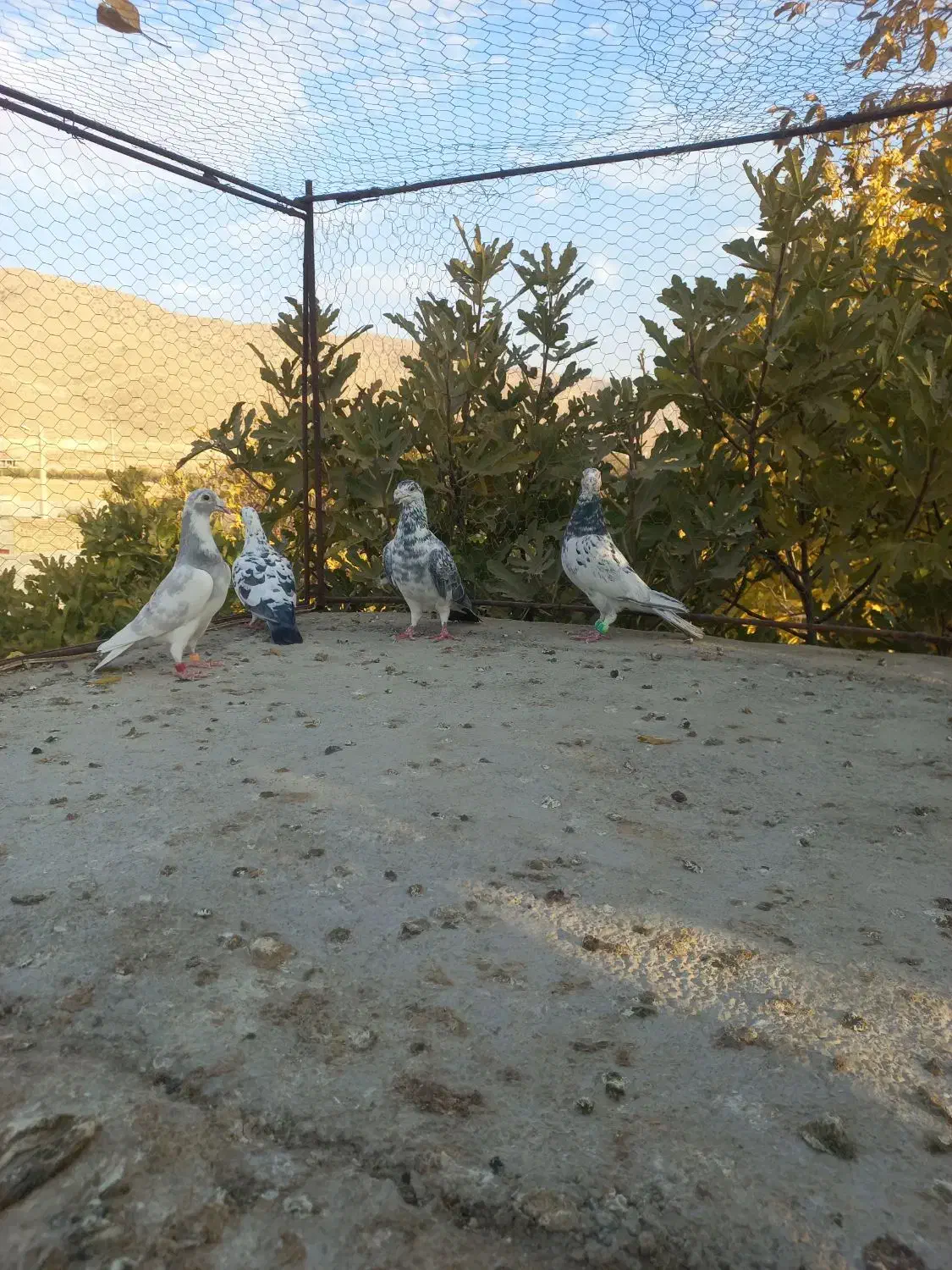 کبوتر جفتی|پرنده|پاسارگاد, |دیوار