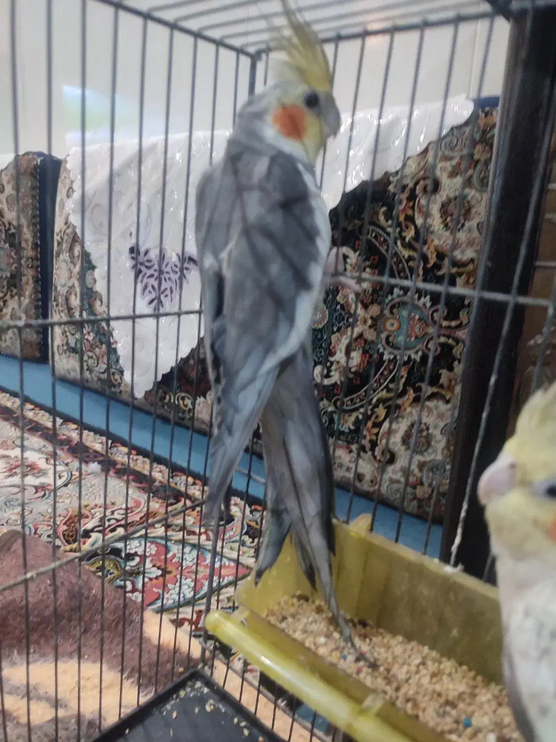 عروس هلندی|پرنده|قم, ولیعصر|دیوار