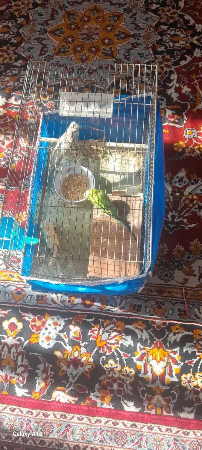 مرغ عشق با قفس|پرنده|مهریز, |دیوار