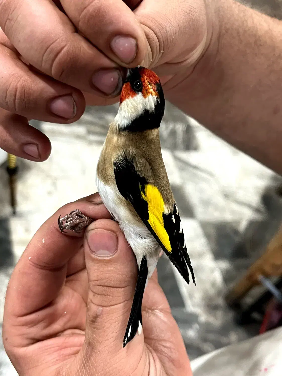 سهره وحش امسال نشون دار|پرنده|اندیمشک, |دیوار