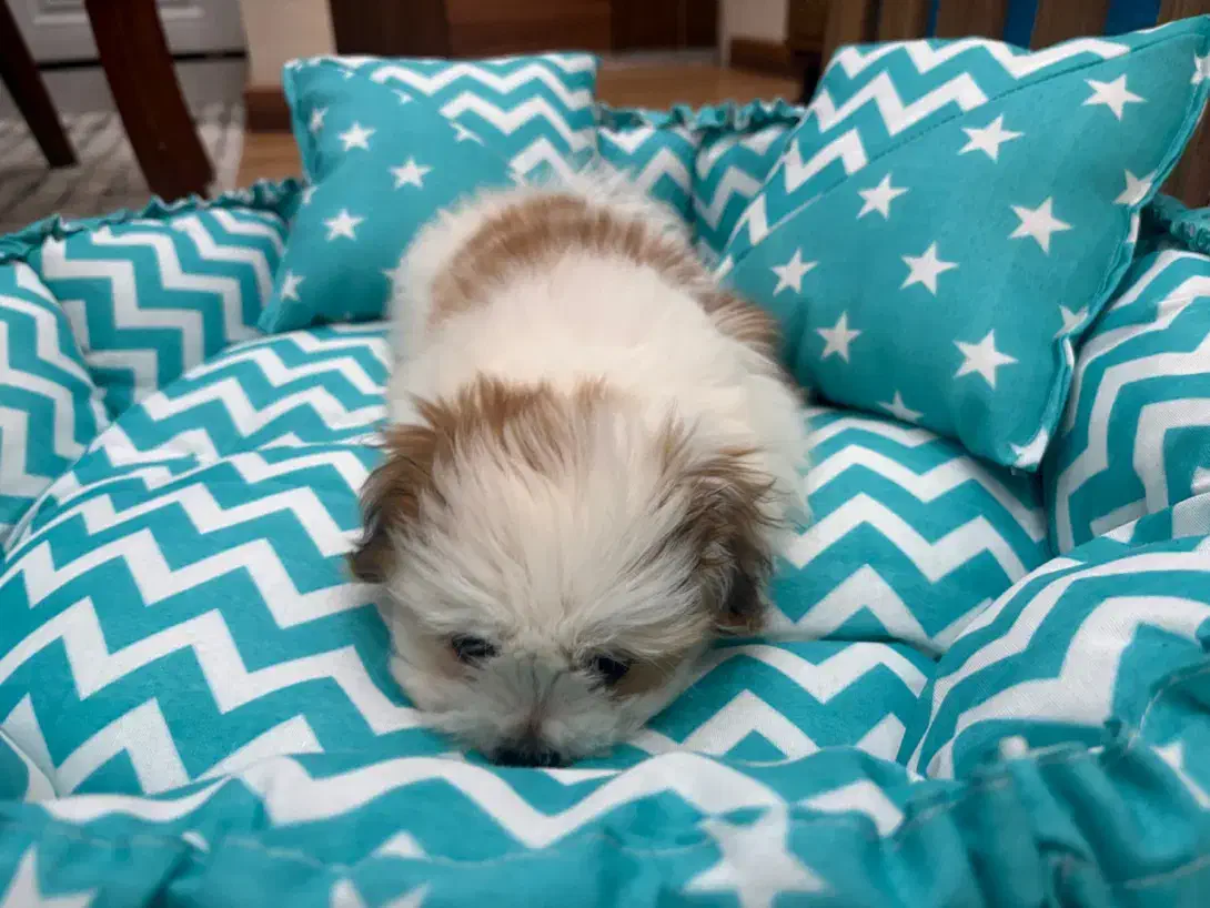 شیتزو فلت|سگ|رشت, رودباری|دیوار