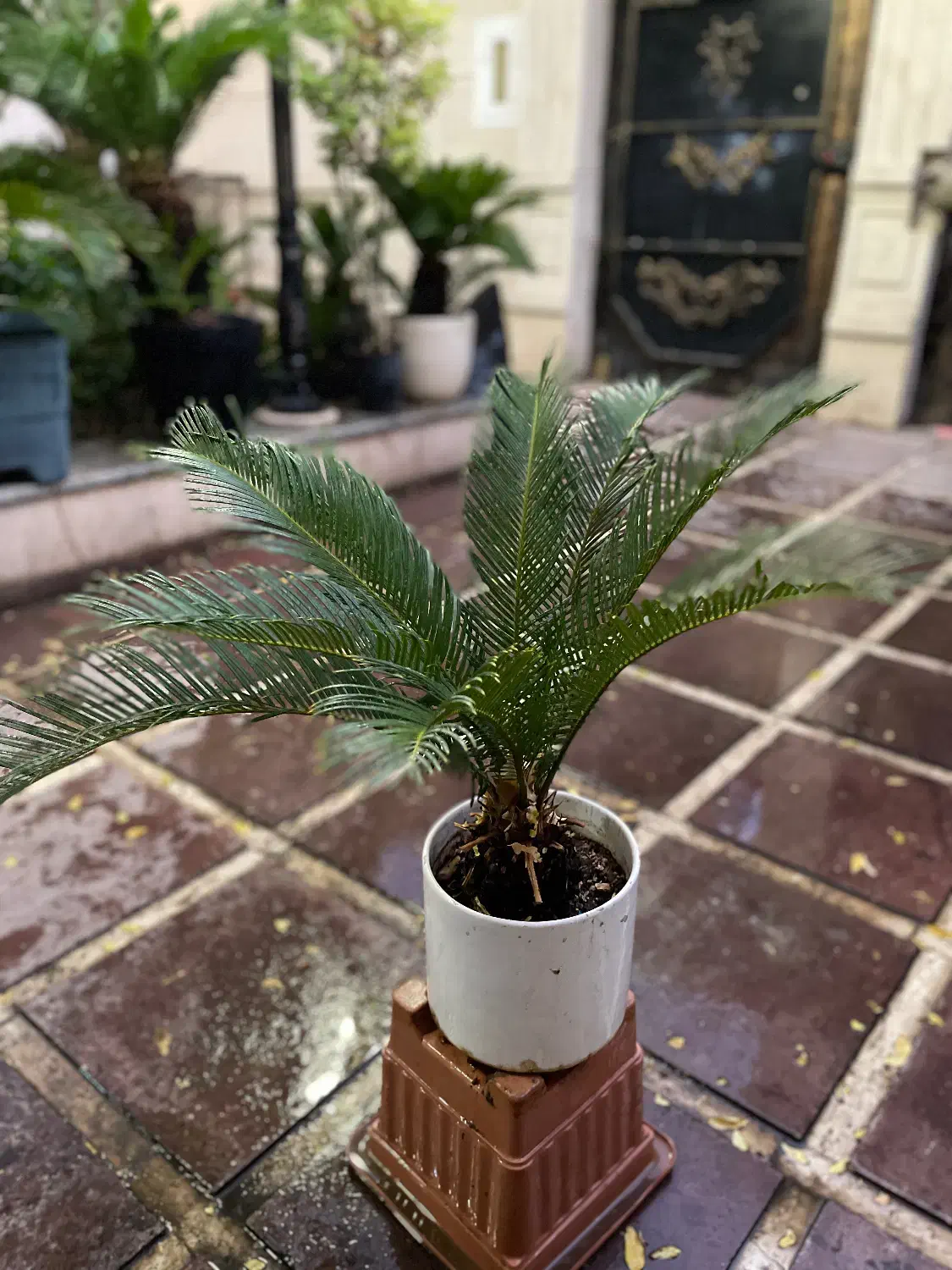 گل و گیاهان طبیعی|گل و گیاه طبیعی|قم, سالاریه|دیوار