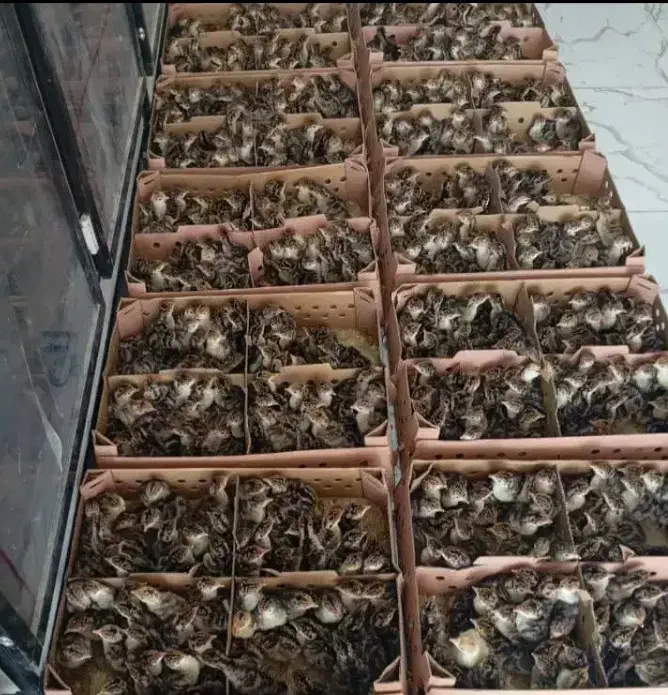 جوجه یکروزه بوقلمون بیوتی ۶|حیوانات مزرعه|اقلید, |دیوار