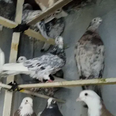 کفتر پرشی کبوتر اسمان|پرنده|اسلامشهر, شهرک مفیدی|دیوار