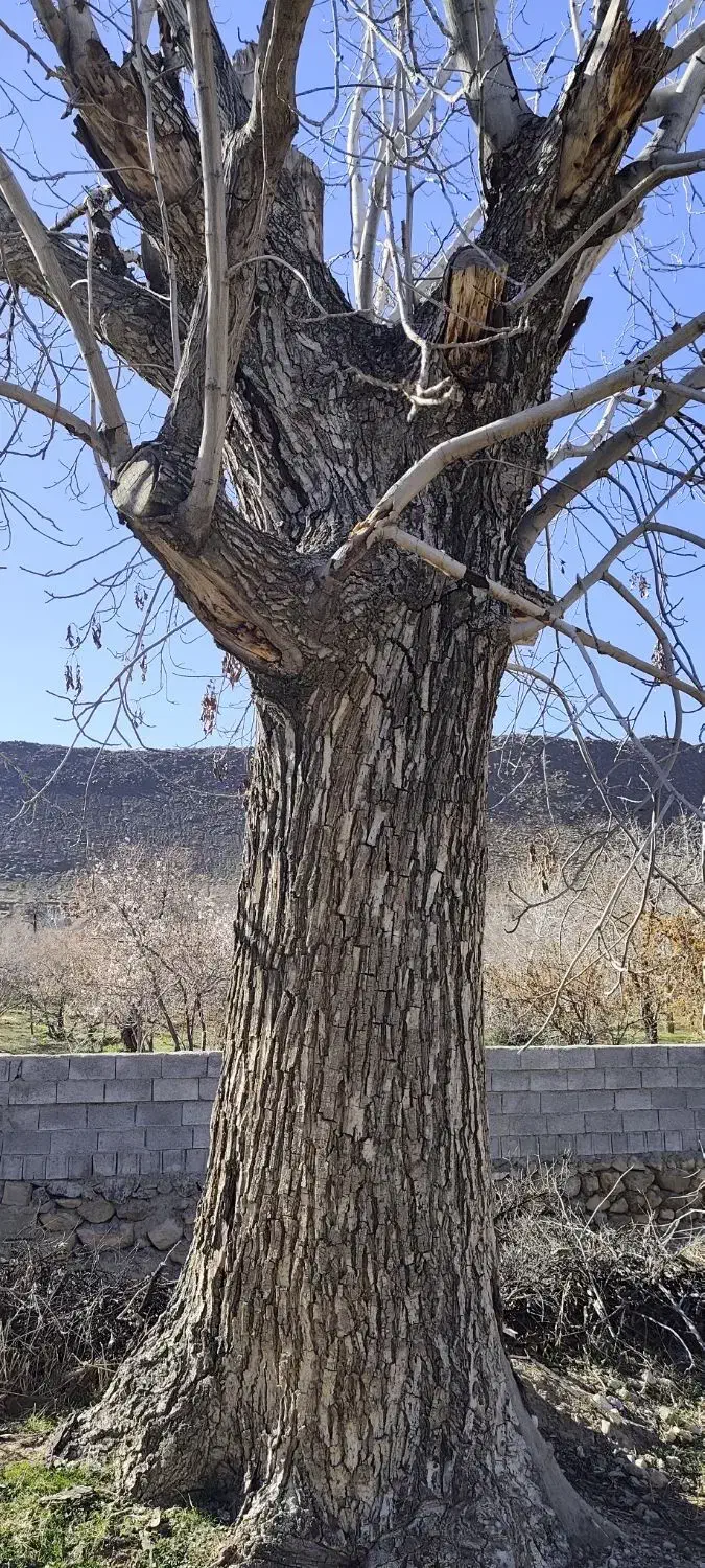 چوب گردو|خدمات باغبانی و درختکاری|بختگان, |دیوار