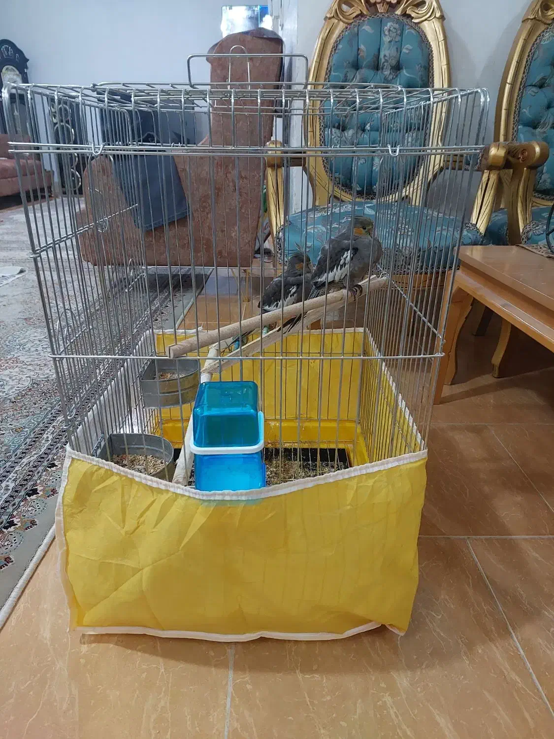 عروس هلندی|پرنده|شیراز, شهرک مهدیه|دیوار