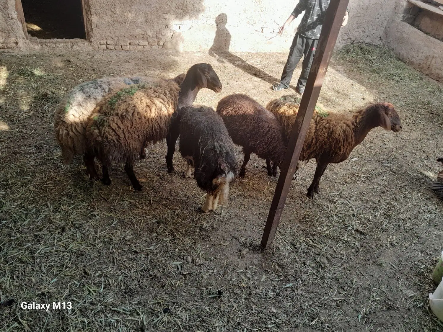 میش|حیوانات مزرعه|تربت جام, میان جام|دیوار