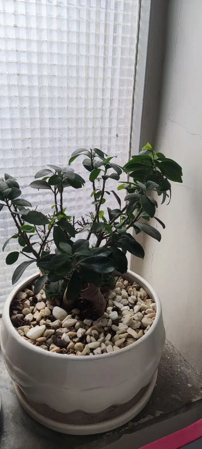 بنسای|گل و گیاه طبیعی|تهران, سلیمانی|دیوار