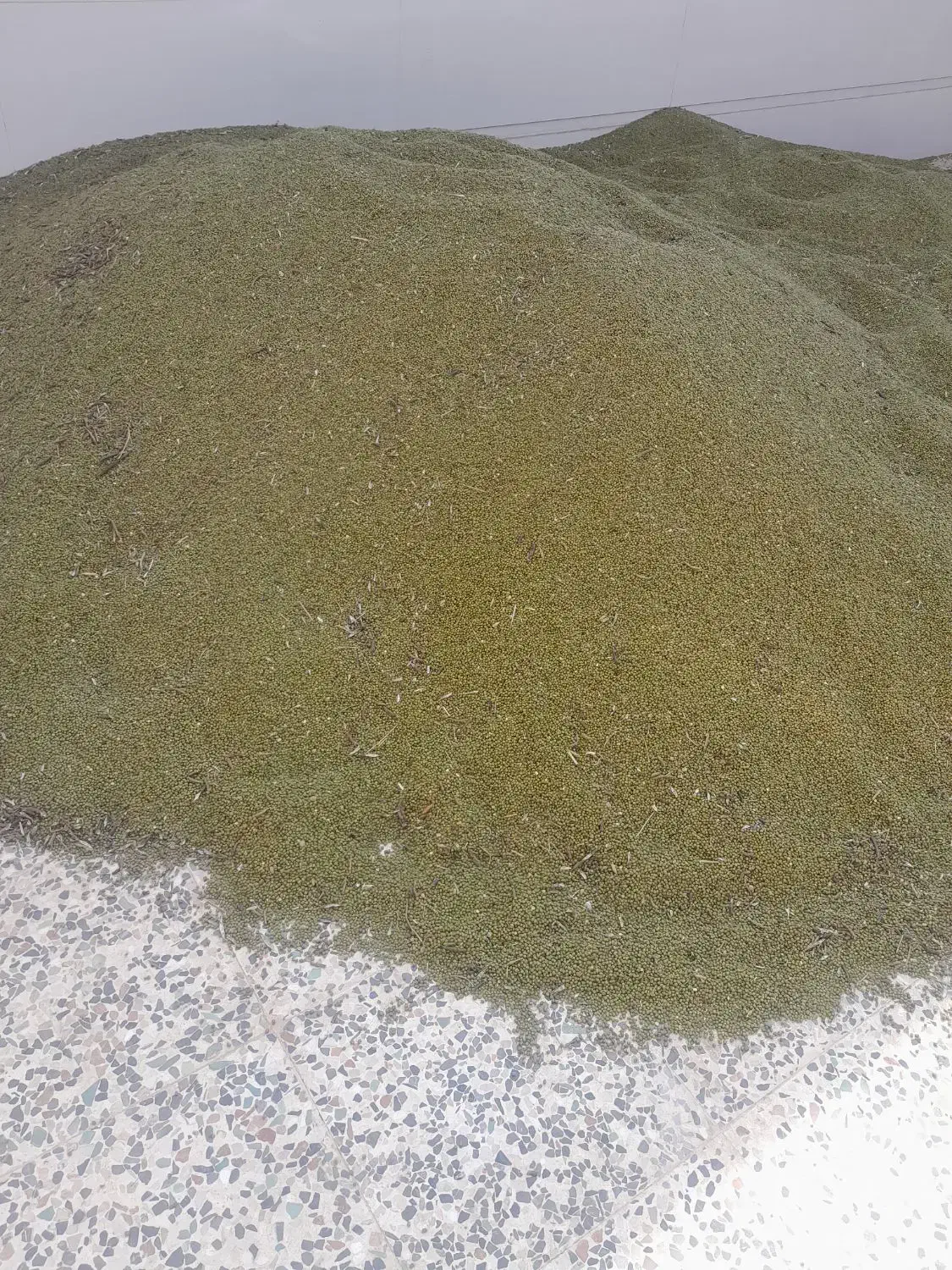 ماش هندی|عمدهفروشی|کرخه, |دیوار