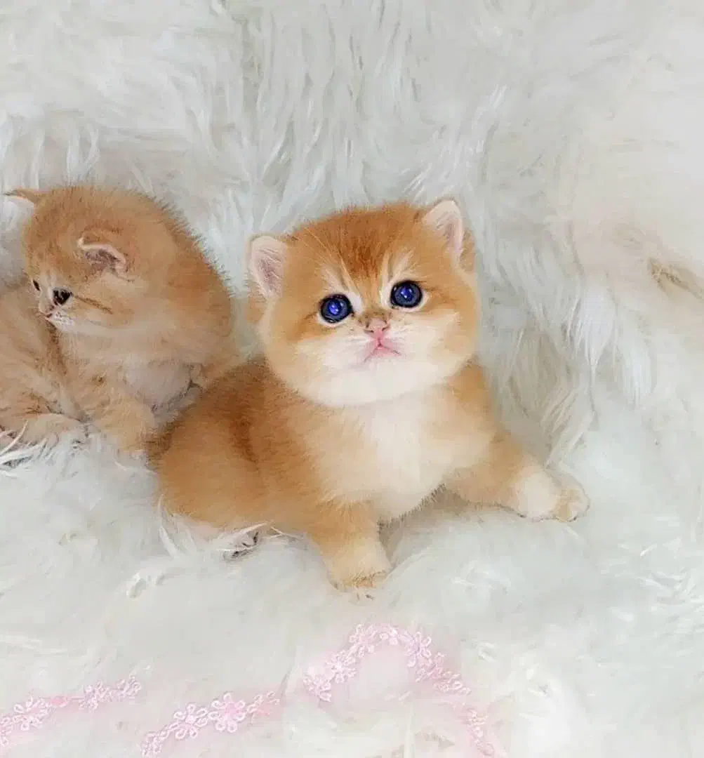 زیباترین گربه های خونگی با تربیت عالی|گربه|شیراز, درکی|دیوار