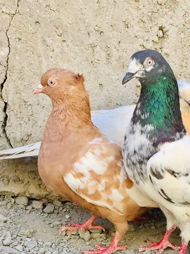 کبوتر|پرنده|ایرانشهر, |دیوار