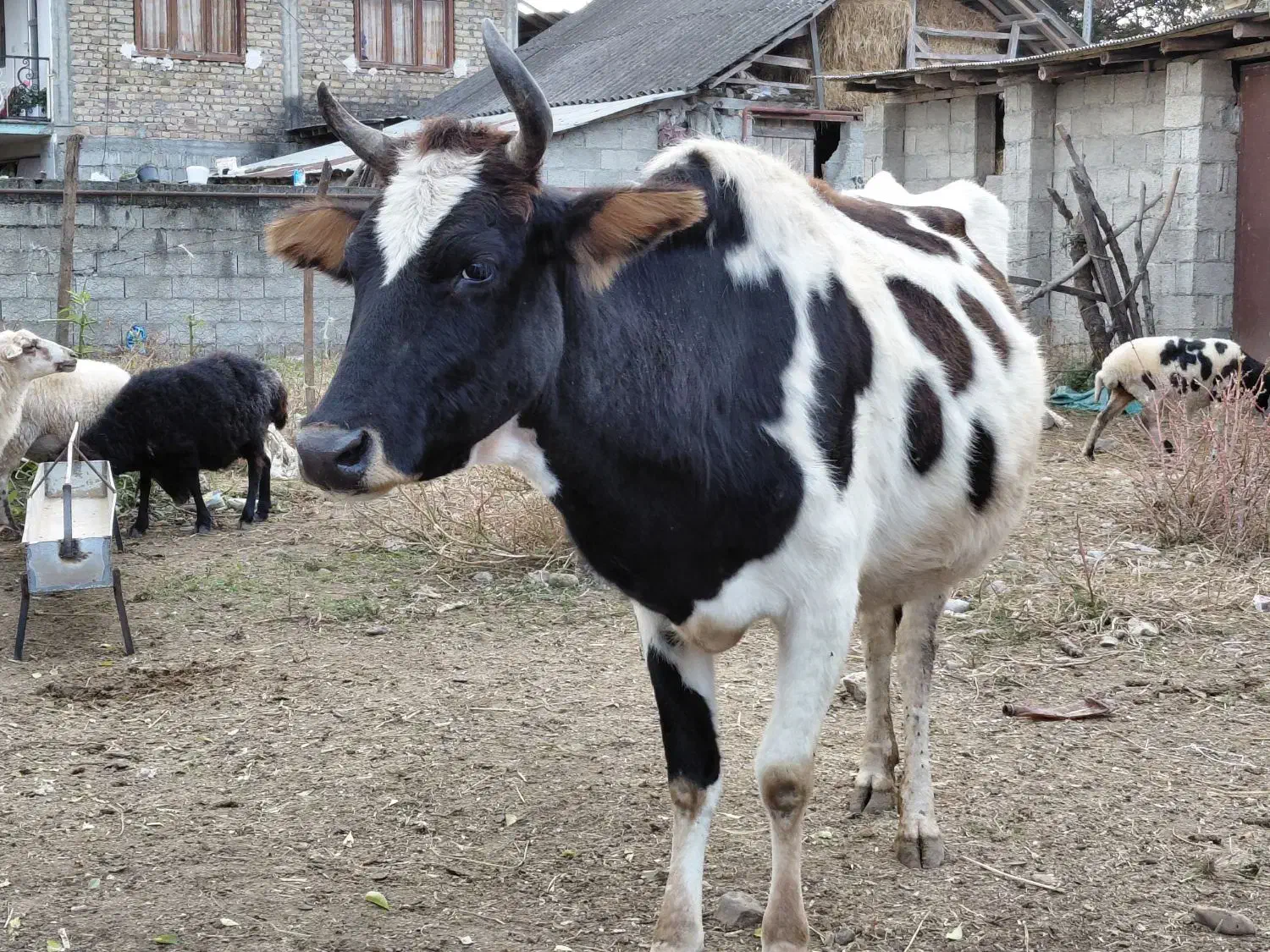 گاو دورگ محلی ۸ ماه شکم ۲ راس|حیوانات مزرعه|رشت, استادسرا|دیوار