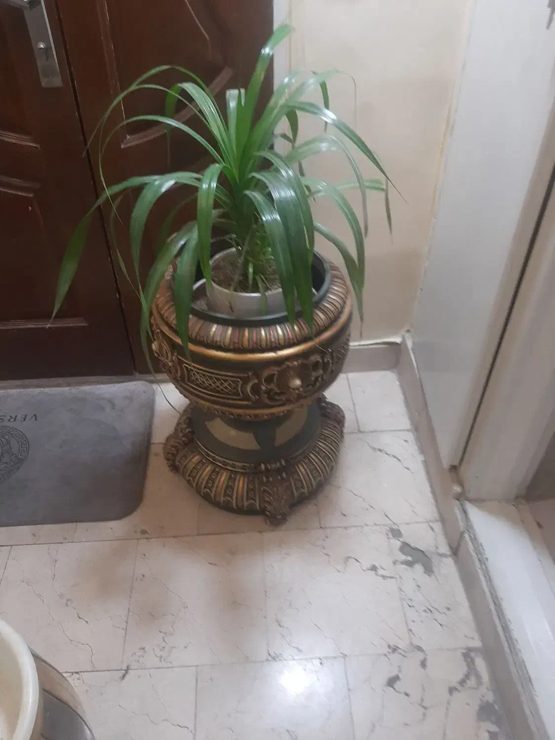 گلدان کنارسالنی|گل و گیاه طبیعی|تهران, صادقیه|دیوار