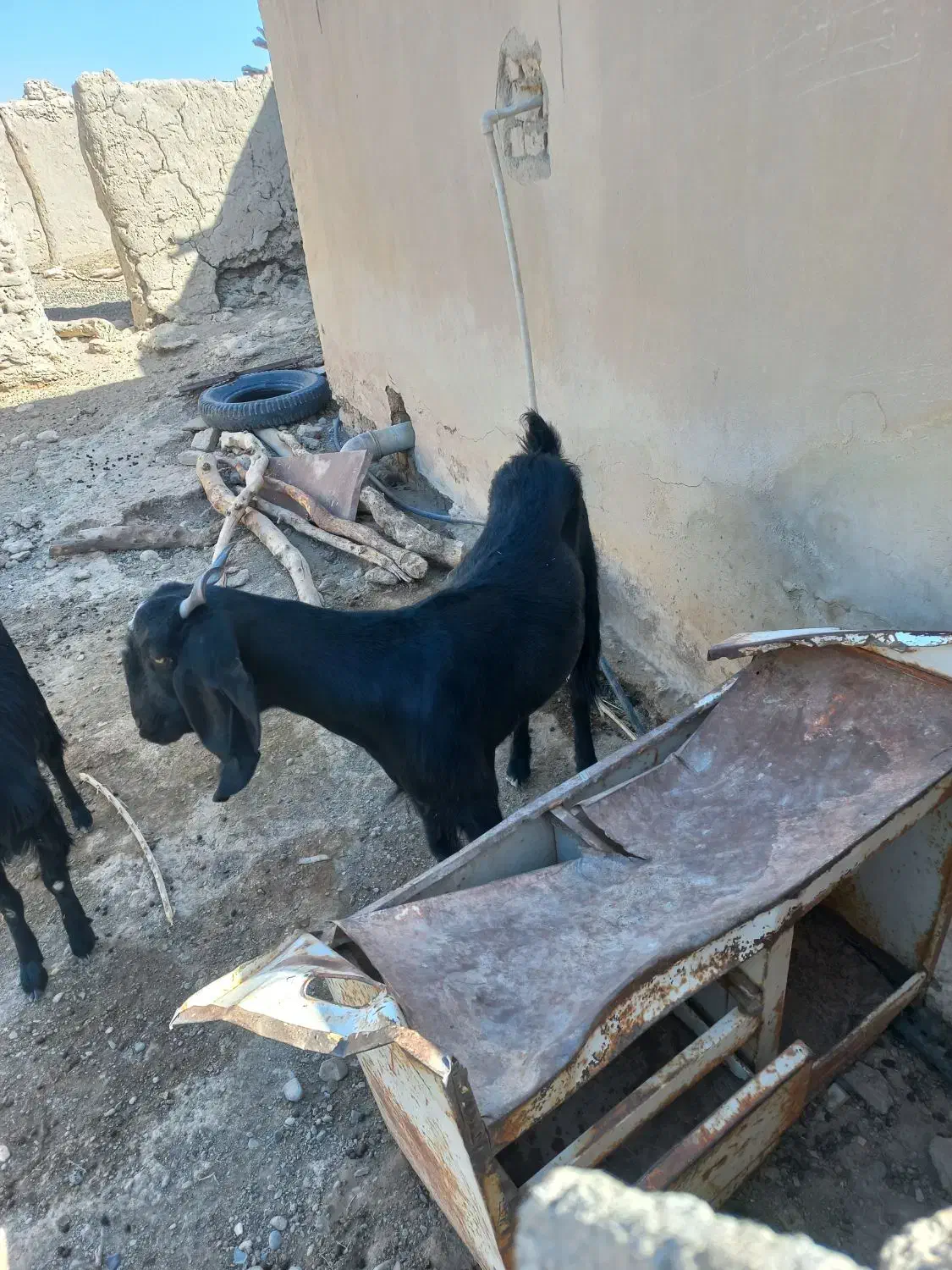 بز فروشی|حیوانات مزرعه|نیمروز, |دیوار