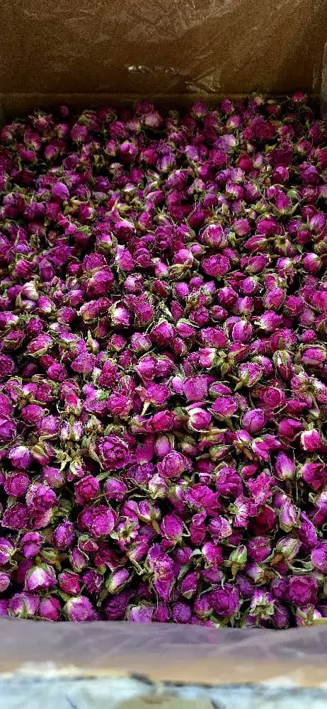 غنچه گل محمدی|عمده‌فروشی|اصفهان, شهرک کاوه|دیوار