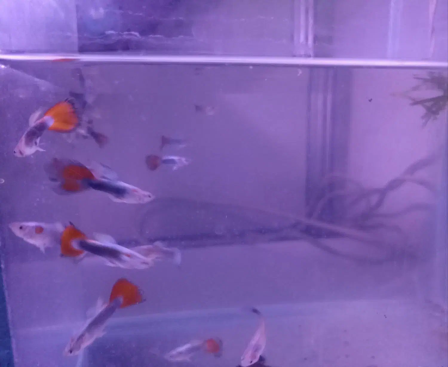 ماهی گوپی|ماهی|مشهد, امیریه|دیوار