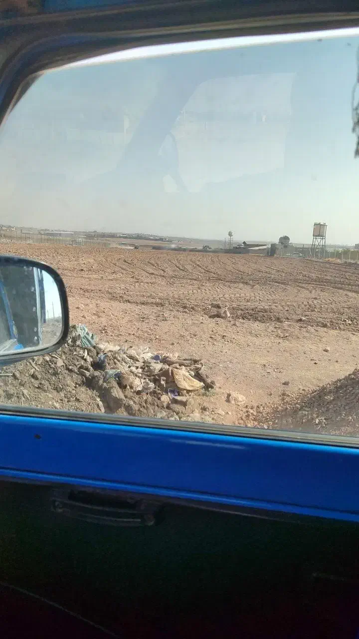 گندم علفه شده مخصوص دام|حیوانات مزرعه|محمدیه-قزوین, |دیوار