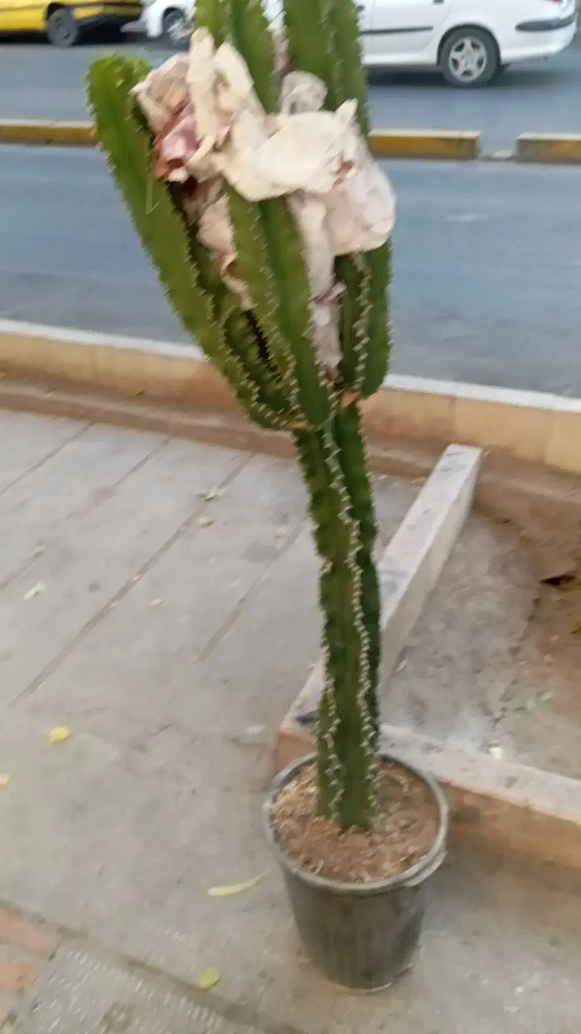 گل و گیاه|گل و گیاه طبیعی|شیراز, شاهچراغ|دیوار