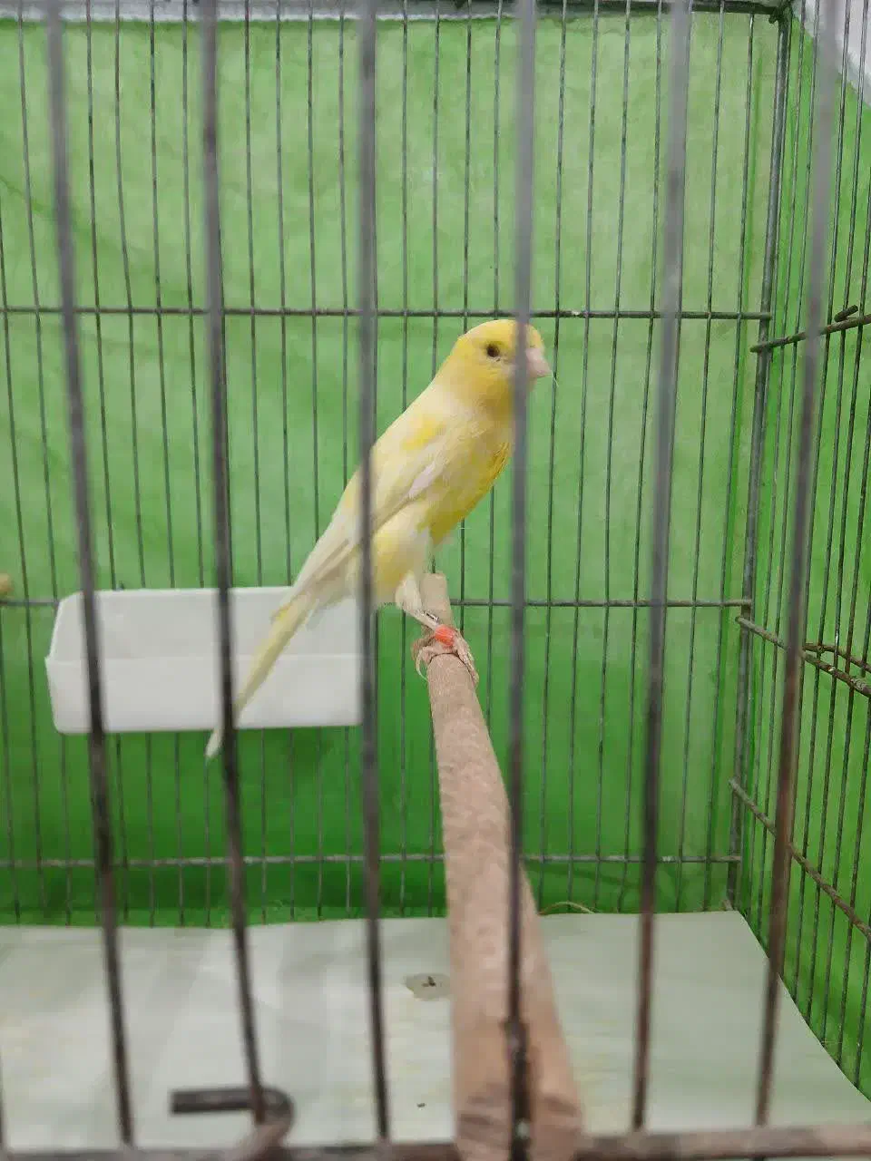 قناری‌فروشی|پرنده|قم, وادی السلام|دیوار