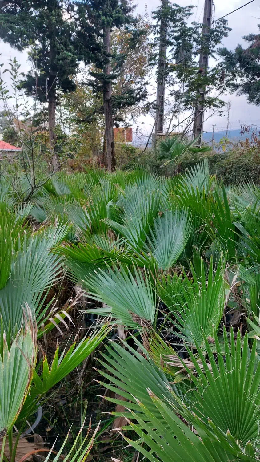 پالم واشنگتن سطل ۱۲|گل و گیاه طبیعی|چابکسر, |دیوار