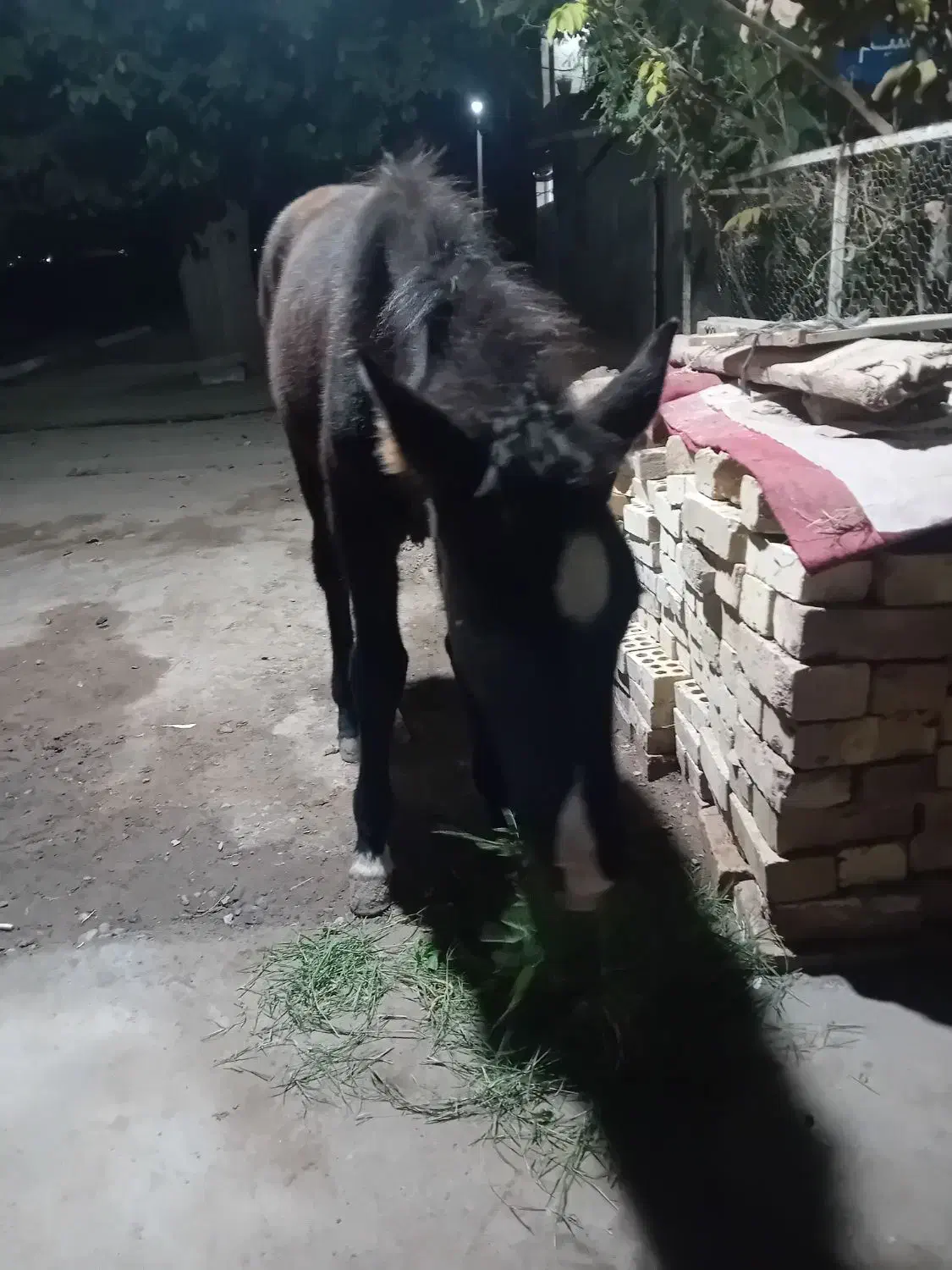 بچه اسب|اسب و تجهیزات اسبسواری|نیشابور, عطار|دیوار