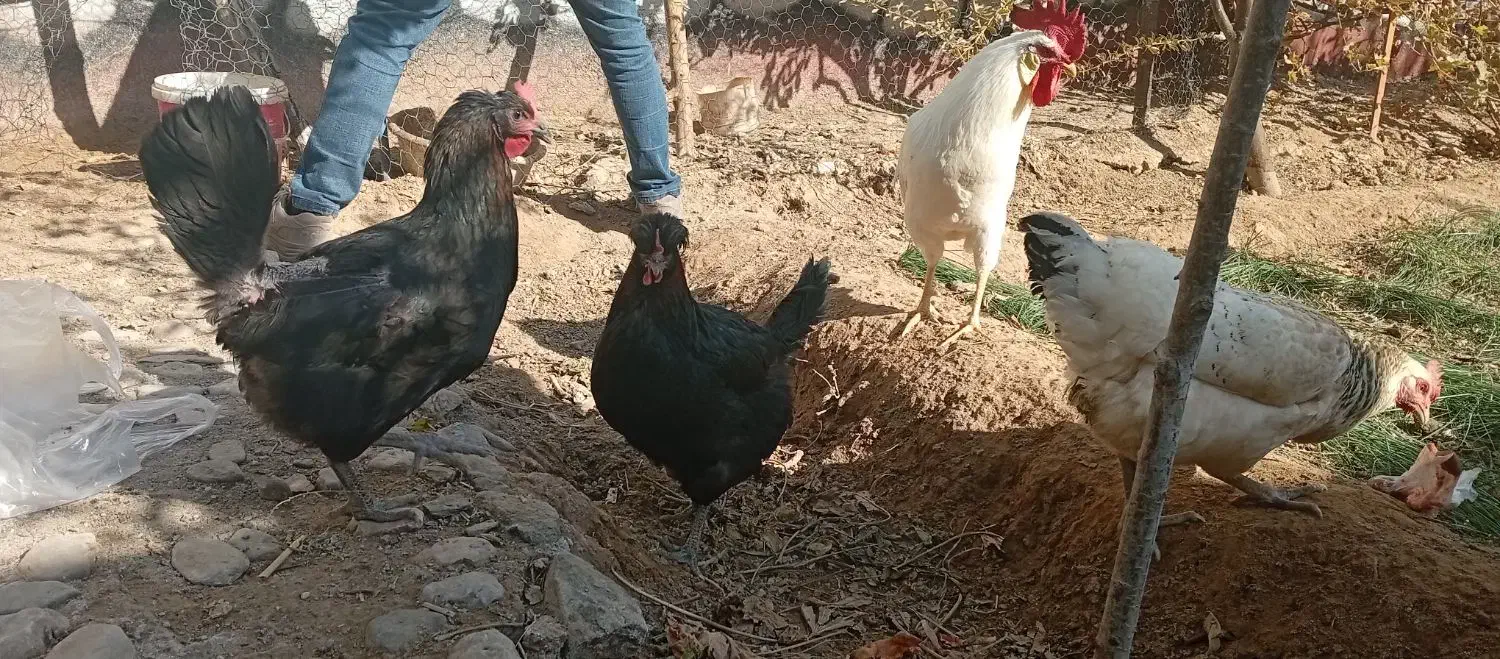 مرغ خروس|حیوانات مزرعه|مشهد, تلگرد|دیوار