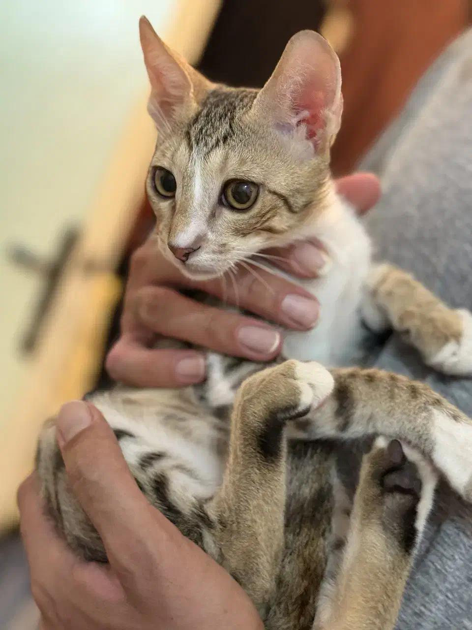 واگذاری گربه|گربه|آبادان, |دیوار