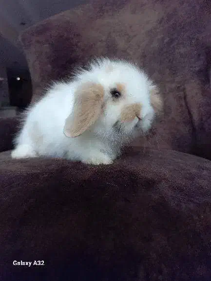 خرگوش  مینی لوپ ترکیش|موش و خرگوش|اراک, |دیوار