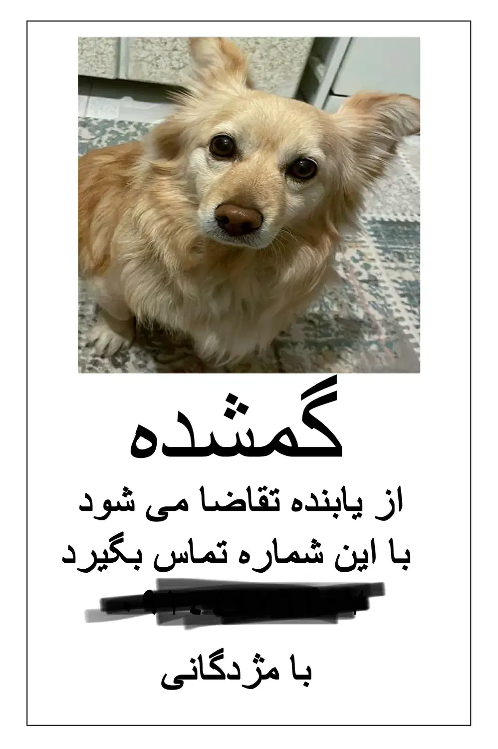 گمشده|حیوانات|ارومیه, |دیوار