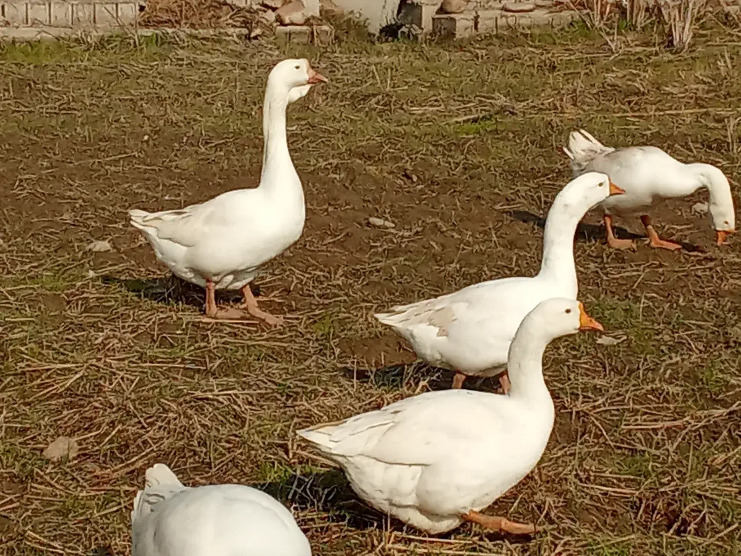 فروش غاز اوکراینی نر و ماده|حیوانات مزرعه|قائمشهر, |دیوار