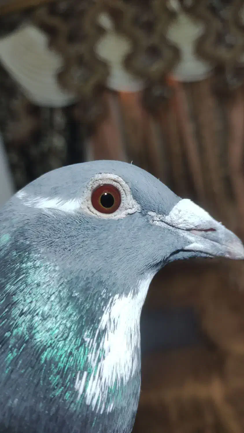 ویگن با اصالت معاوضع|پرنده|شوش, |دیوار