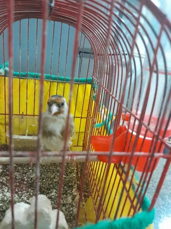 سهره|پرنده|کنگاور, |دیوار