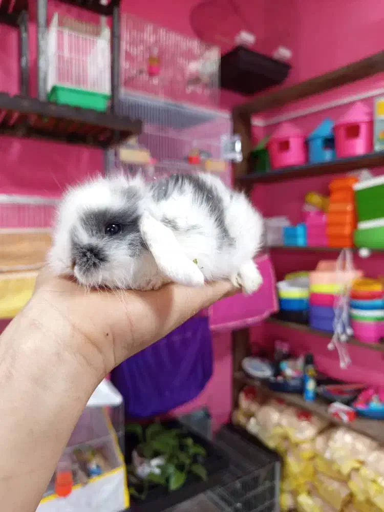 خرگوش لپ و لاین هد|موش و خرگوش|محمودآباد, |دیوار