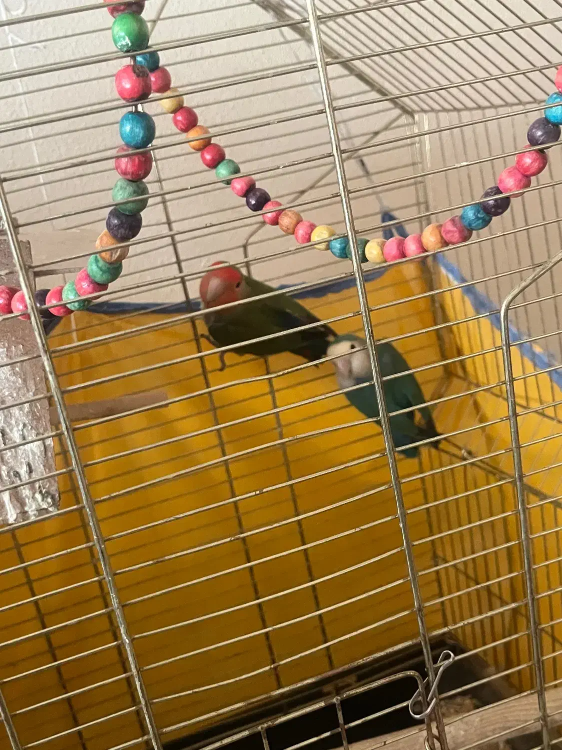 کوتوله برزیلی یک جفت|پرنده|شاهین‌شهر, شهرک ردانی پور|دیوار